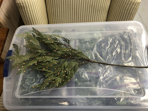 Stems PIne Branch with Red Berries